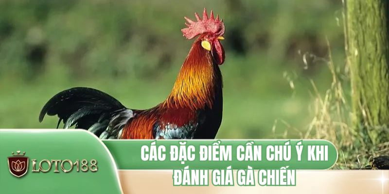 Các đặc điểm cần chú ý khi đánh giá gà chiến