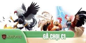 Gà Chọi C1 - Đỉnh Cao Kịch Tính Từ Trường Gà Trực Tuyến