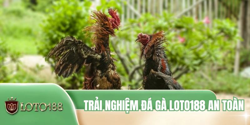 Trải nghiệm đá gà LOTO188 an toàn